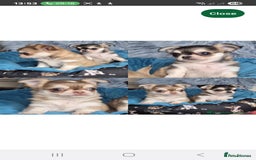 Chihuahua dogs for stud: Chihuahua for stud  - Image 4