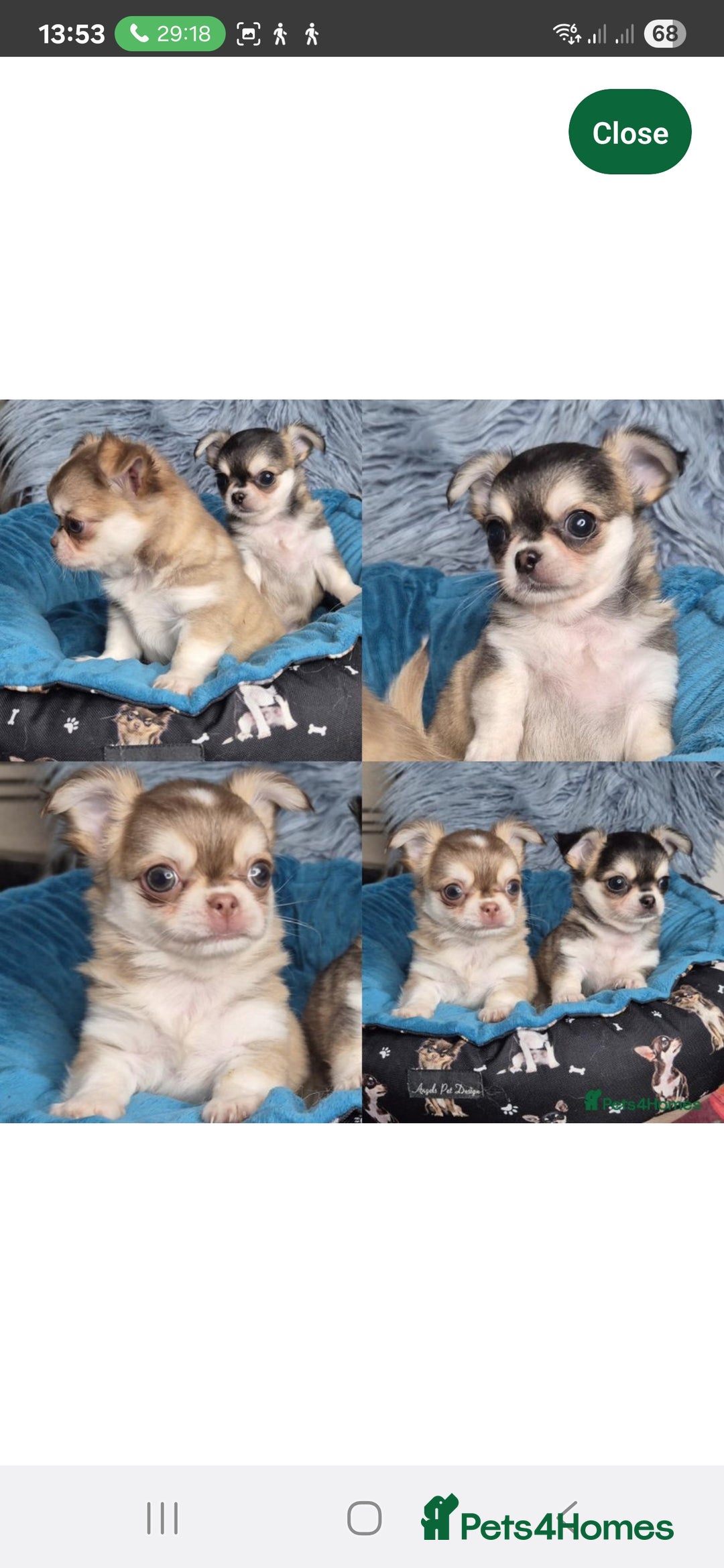 Chihuahua dogs for stud: Chihuahua for stud  - Image 4