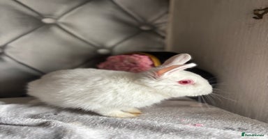 Netherland Dwarf rabbits - Advert 1
