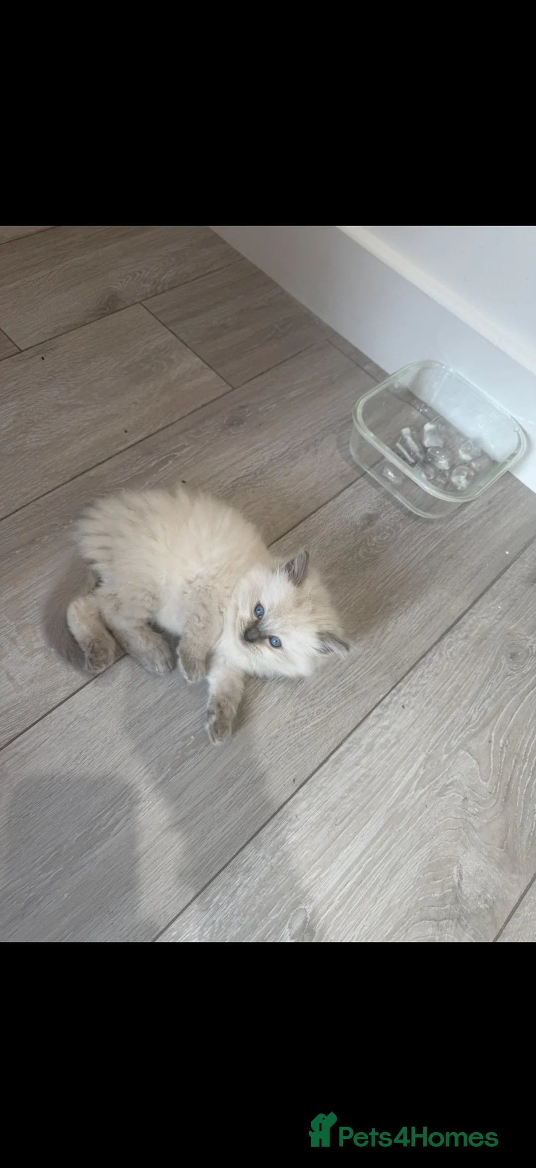 Ragdoll cats for sale: Radoll Kittens - Boy & girl available  - Advert 2