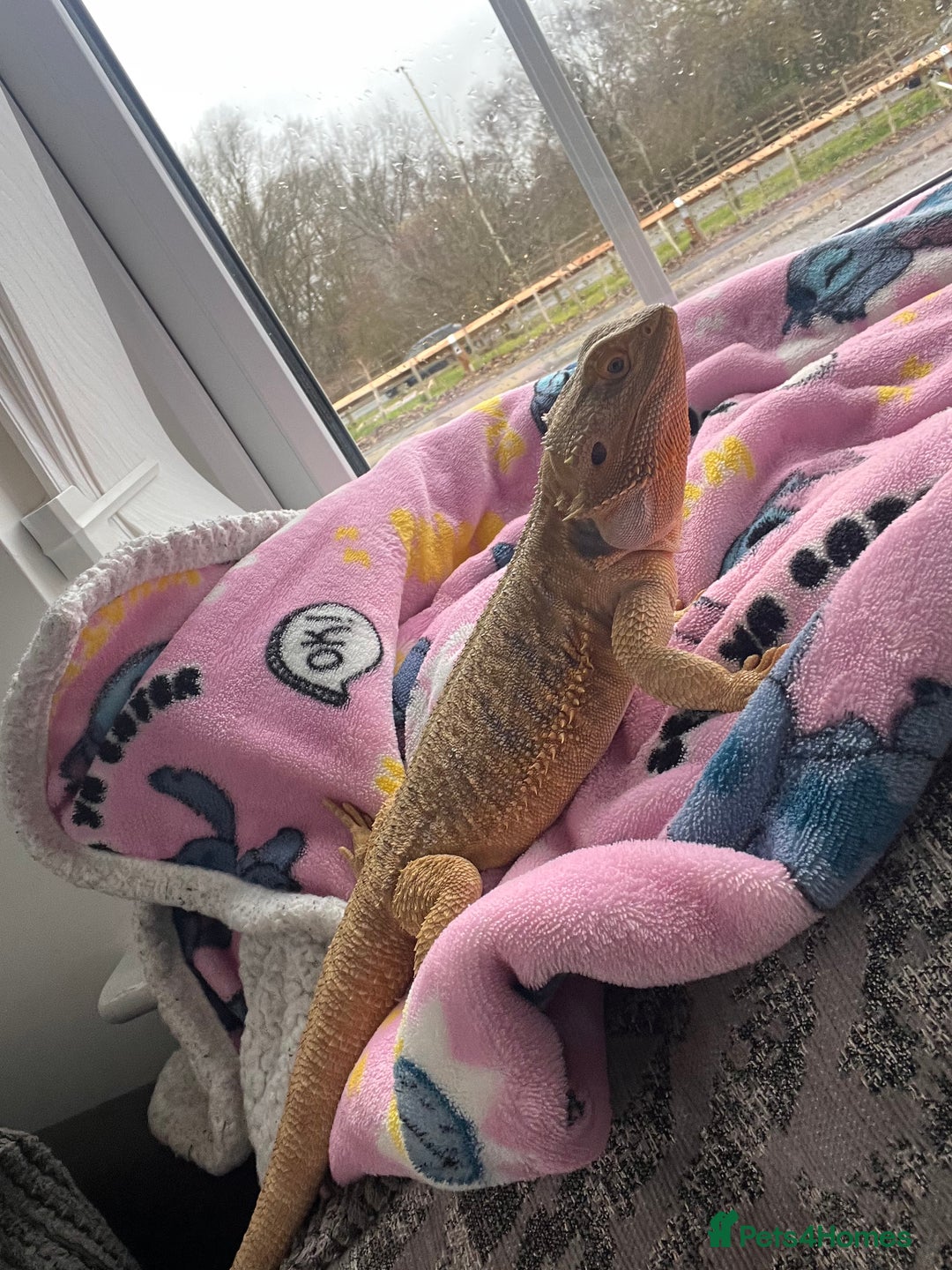 Bearded Dragon reptiles for sale: Bearded dragon and full set up  - Image 9