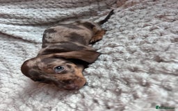 Miniature Dachshund dogs for sale: 3 gorgeous miniature dachshund girls  - Advert 14