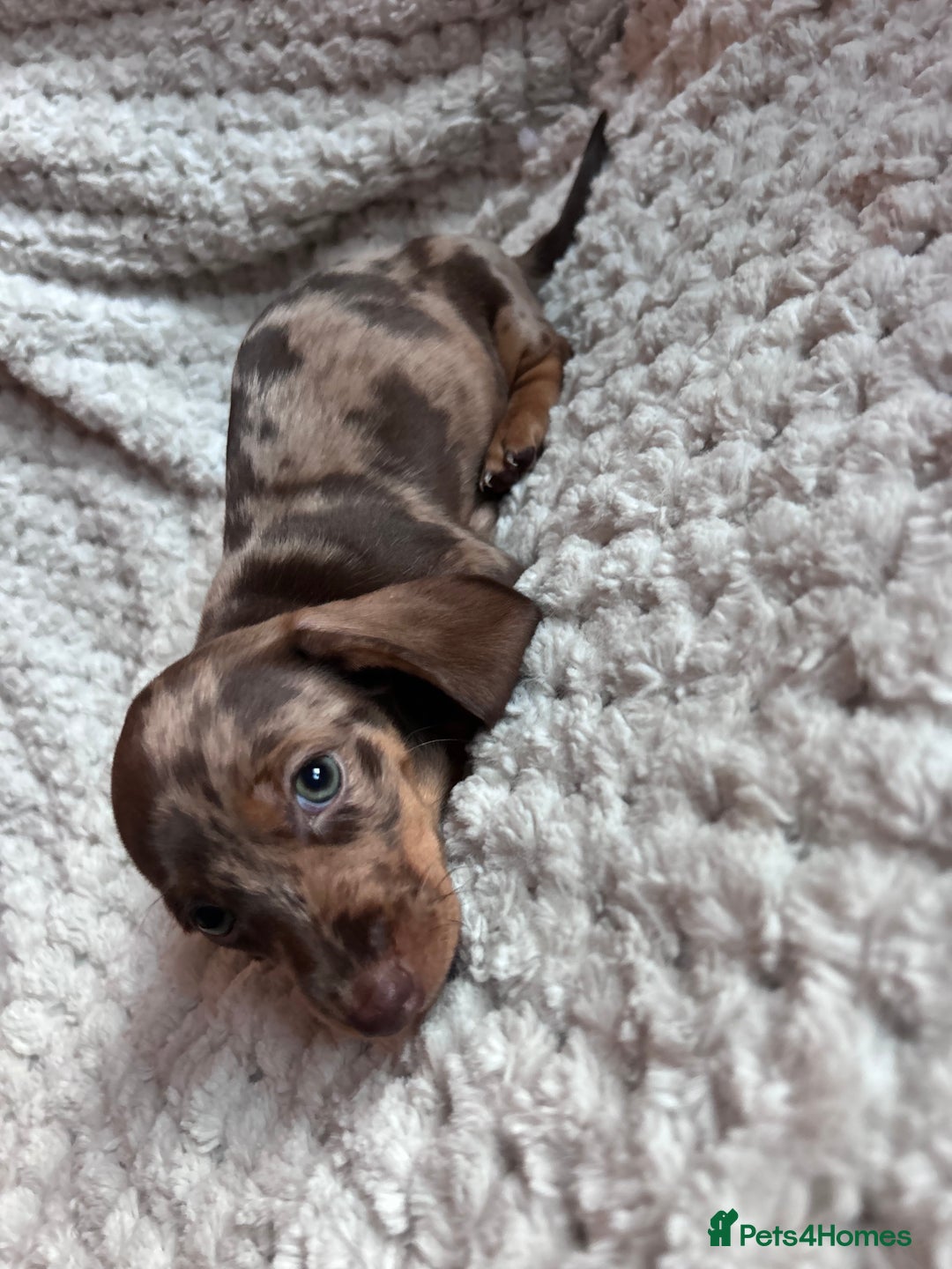 Miniature Dachshund dogs for sale: 3 gorgeous miniature dachshund girls  - Advert 14