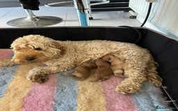 Cockapoo dogs for sale: Cockapoo boys - Image 5