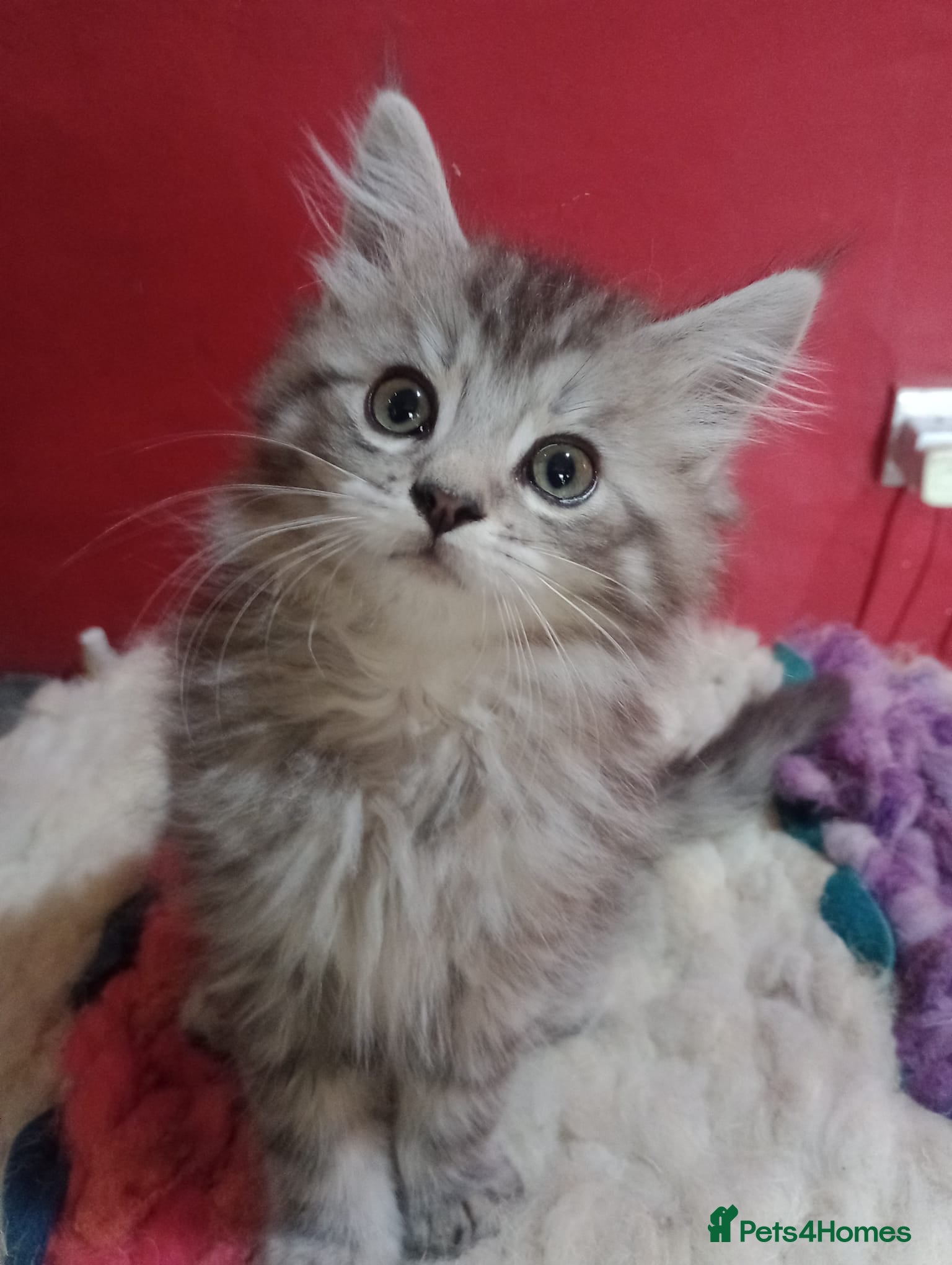Maine Coon cats MaineCoon female kitten's, mother TICA registered. - Advert 18