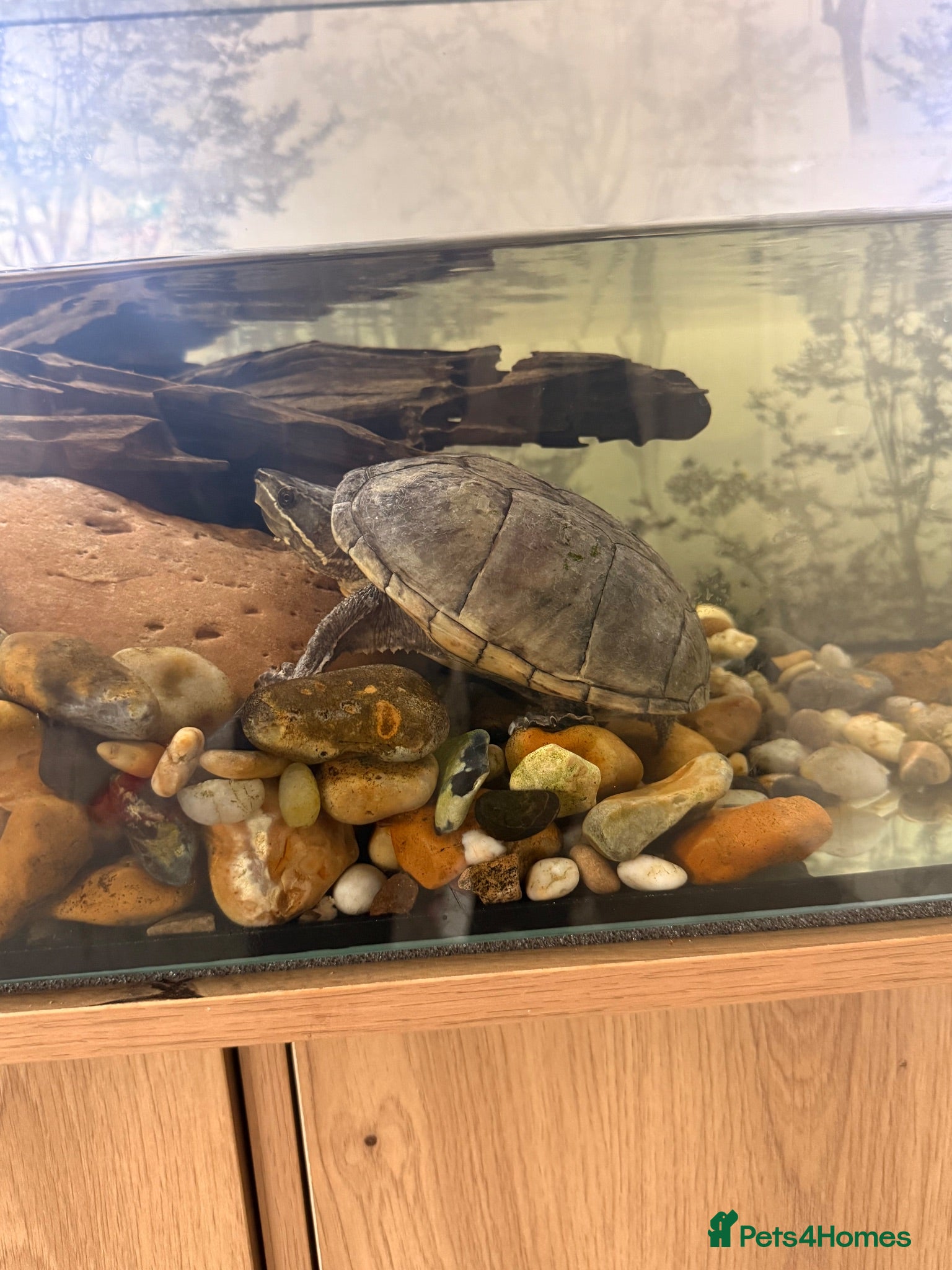 Turtle reptiles Musk turtle  - Advert 2