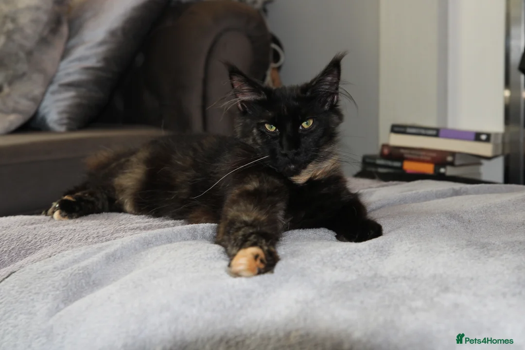 Maine Coon cats for sale:  Maine Coon Kittens Looking for Loving Homes 🐾 - Advert 3