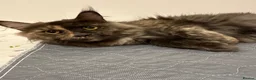 Maine Coon cats for sale: 7 mainecoon cross kittens in Kingsbridge - Advert 4
