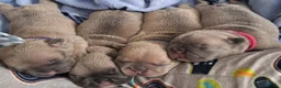 French Bulldog dogs for sale: Beautiful litter of 4 French bulldog - Advert 8