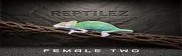Chameleon reptiles for sale: CHAMELEONS - Advert 5