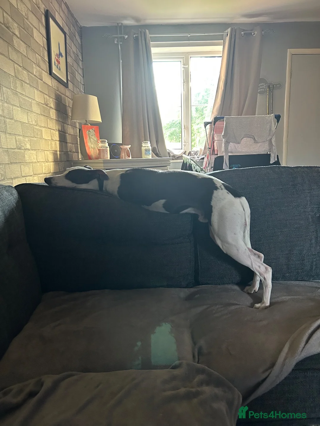 Whippet dogs for sale: Whippet for sale - Advert 3