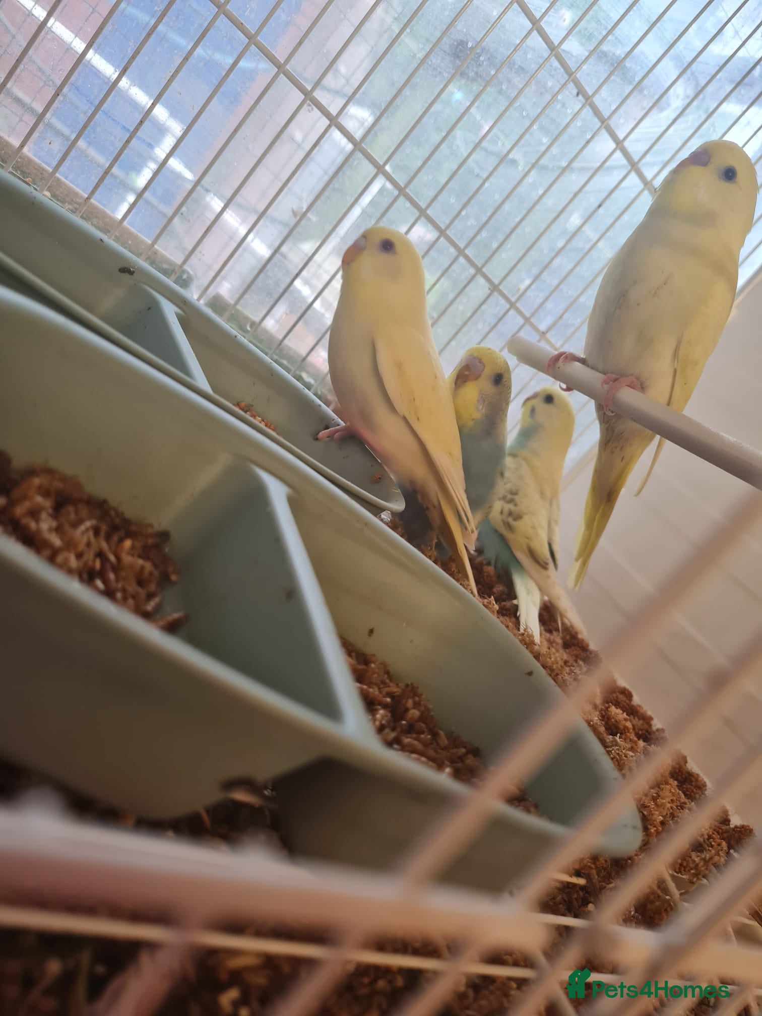 Budgerigars birds Baby budgies  - Advert 2