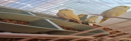 Budgerigars birds for sale: Baby budgies  in Telford - Advert 1