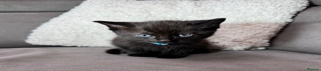 Ragdoll Kitten 2