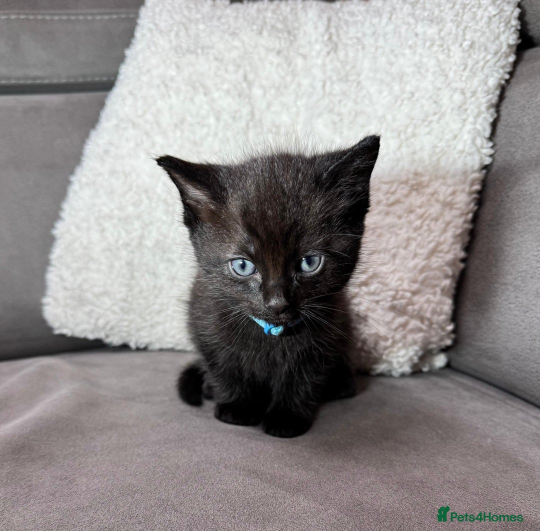 Ragdoll cats for sale: Adorable Ragdoll–Bombay Kittens - Image 3