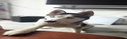 Siberian Husky dogs for sale: Beautiful Siberian husky female - Advert 5