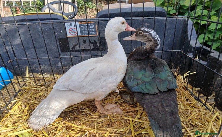 Ducks poultry for sale - Advert 3