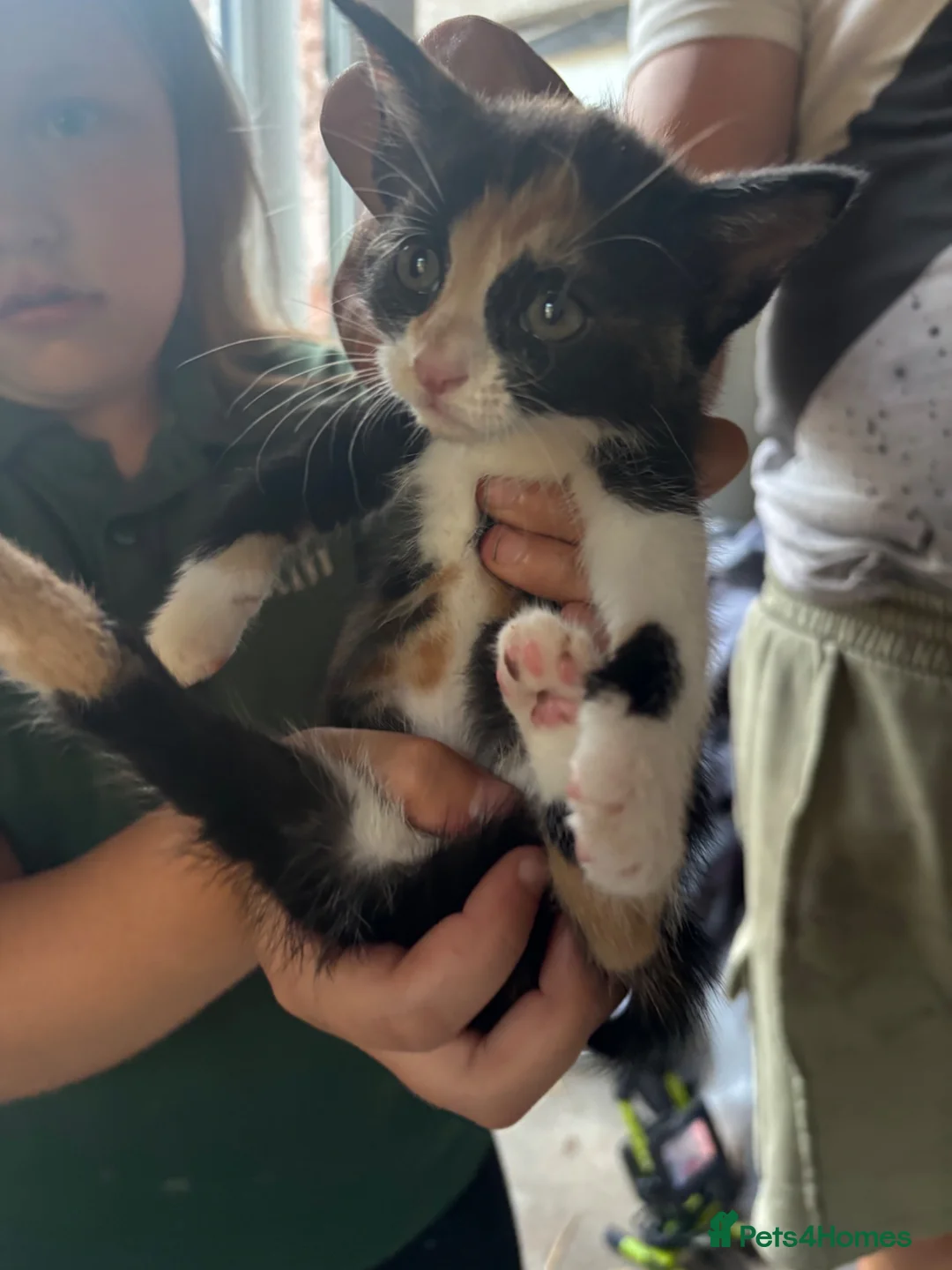 Mixed Breed cats for sale: Mixed litter of 4 kittens - Advert 2