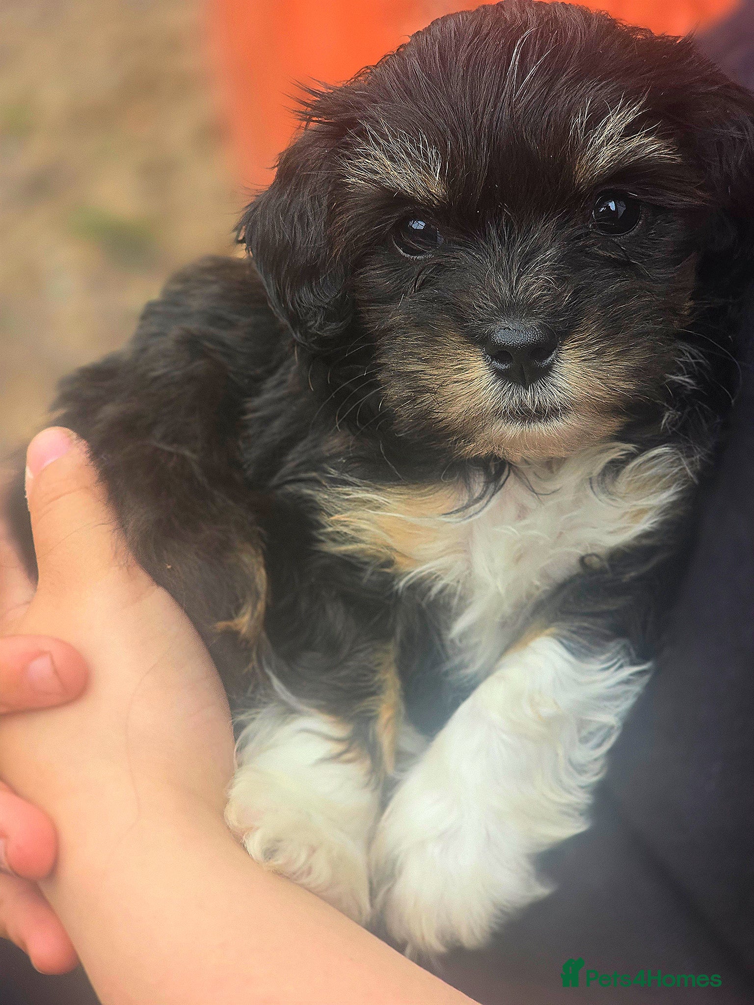 Yorkiepoo dogs Yorkiepoo female - Advert 2