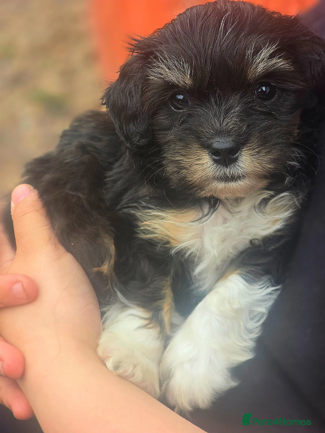 Yorkiepoo dogs for sale: Yorkiepoo female - Advert 1