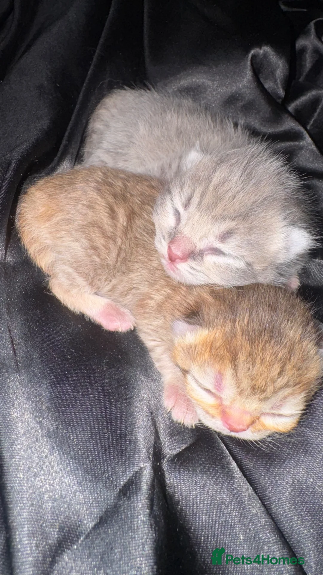 British Shorthair cats for sale: Persian x British Shorthair Kittens in Birmingham - Advert 5