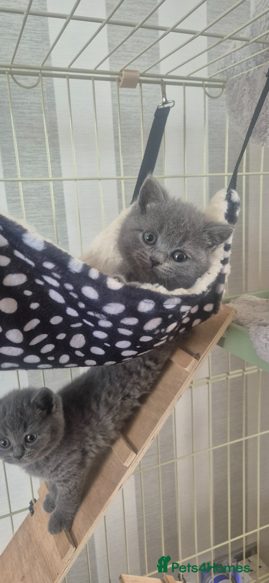 British Shorthair cats British blue kittens  - Advert 2