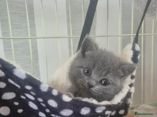 British Shorthair cats British blue kittens - Advert 1