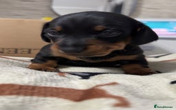 Miniature Dachshund dogs for sale: 2 miniature dachshunds - Image 10