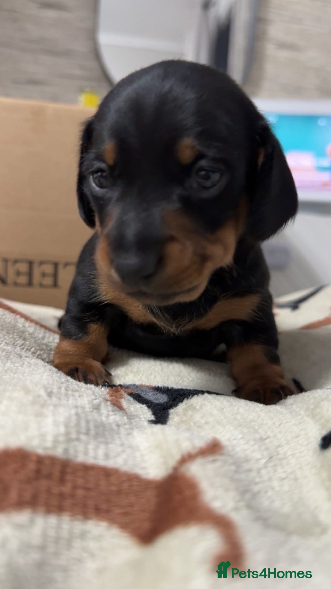 Miniature Dachshund dogs for sale: 2 miniature dachshunds - Image 10