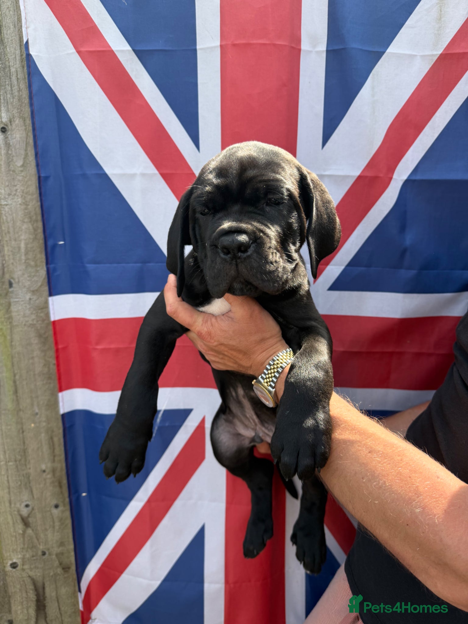 Cane Corso dogs CANE CORSO PUPPIES - Advert 3