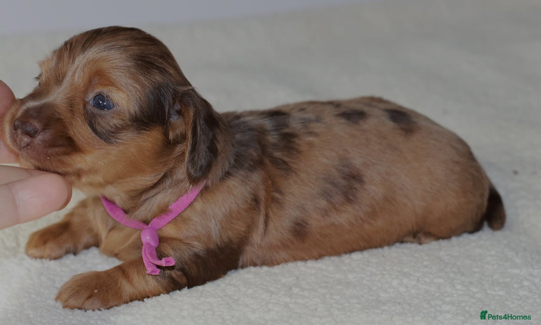Miniature Dachshund dogs for sale: 5StarsLicensed+LongHaired+KC+PRAClear+VetChecked - Image 24