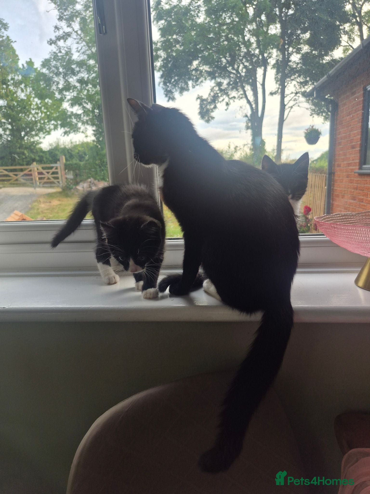 Mixed Breed cats 12 week old girl kitten - Advert 1