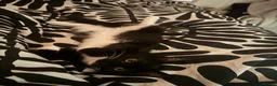 Mixed Breed cats for sale: Pookie  in Bridgend - Advert 5