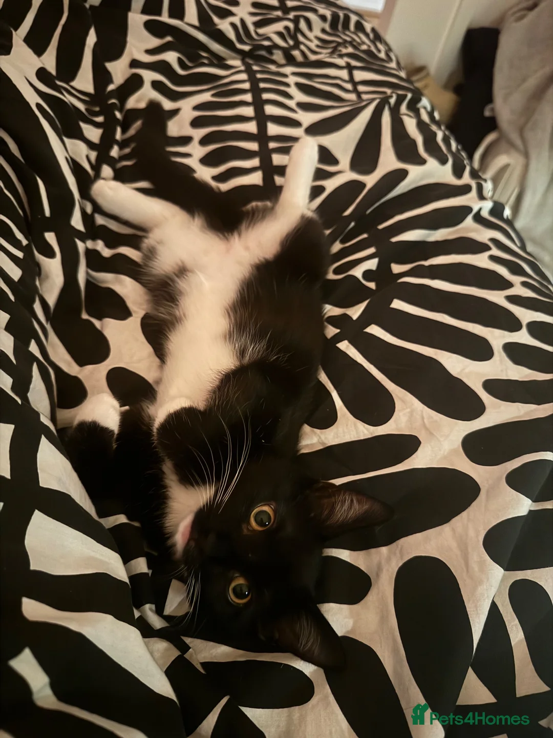 Mixed Breed cats for sale: Pookie  in Bridgend - Advert 5