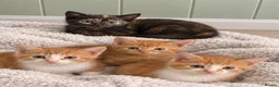Mixed Breed cats for sale: BSH mix kittens  - Advert 10