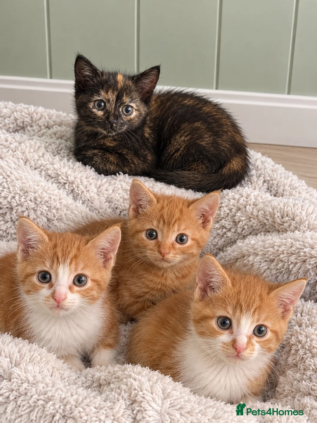 Mixed Breed cats for sale: BSH mix kittens  - Advert 10
