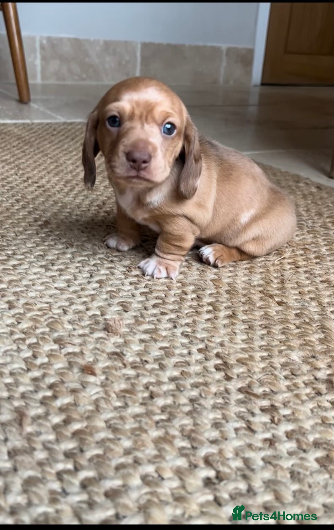 Dachshund dogs for sale: READY NOW OUTSTANDING PUPPIES  - Advert 5