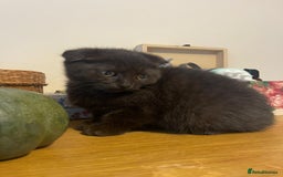 Scottish Fold cats for sale: Scotish fold female and male kittens - Image 4