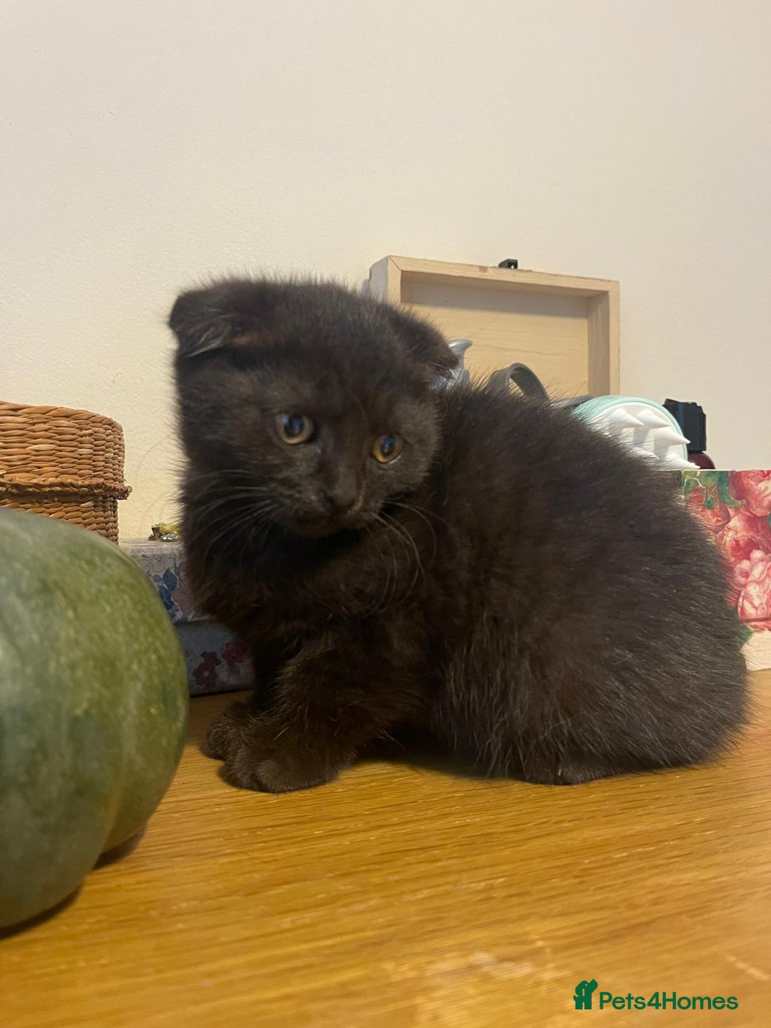 Scottish Fold cats for sale: Scotish fold female and male kittens - Image 4