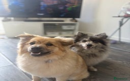 Mixed Breed dogs for stud: Pomeranian cross for stud - Image 4