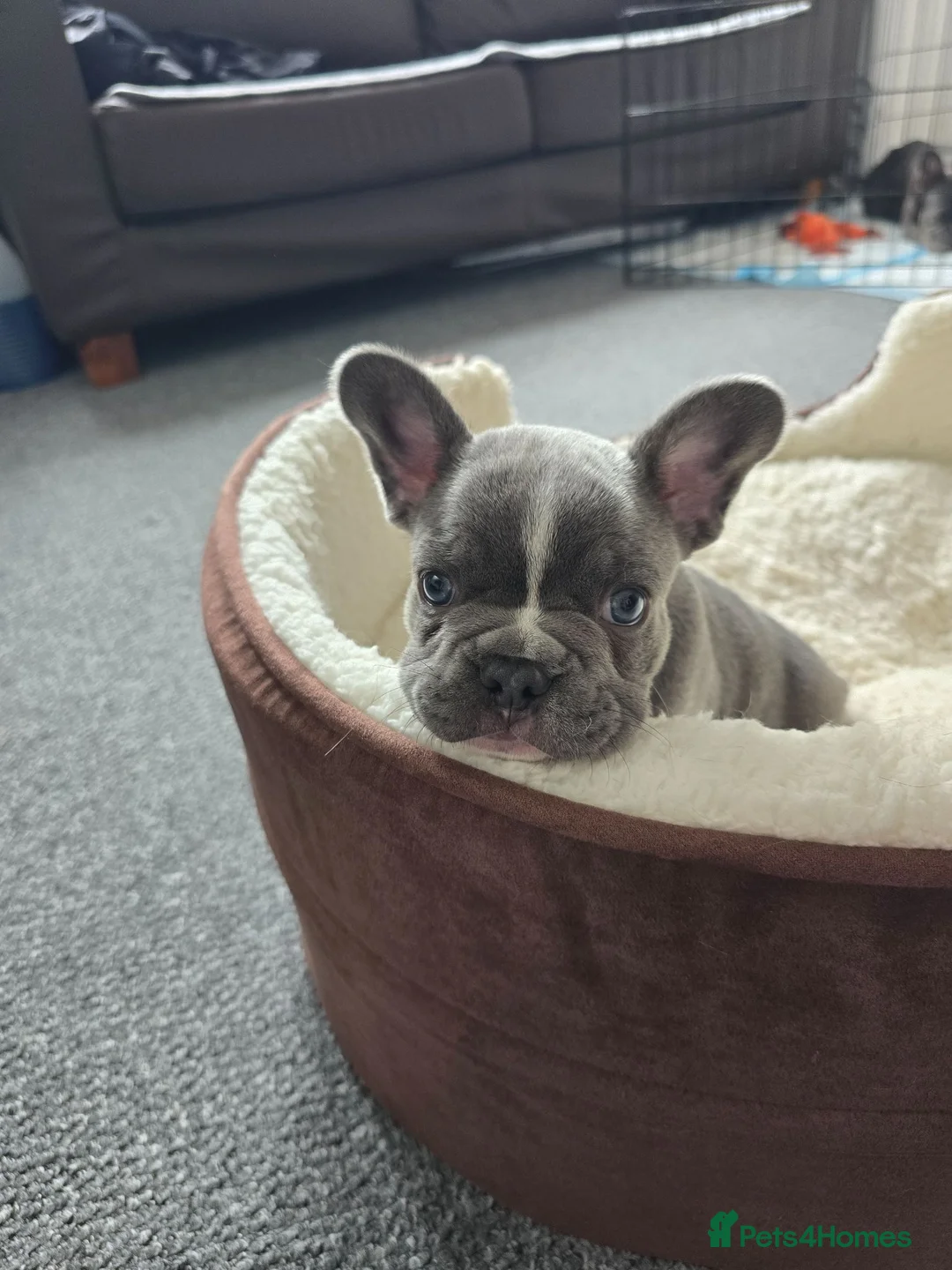 French Bulldog dogs for sale: Puppy french bulldog - Advert 6