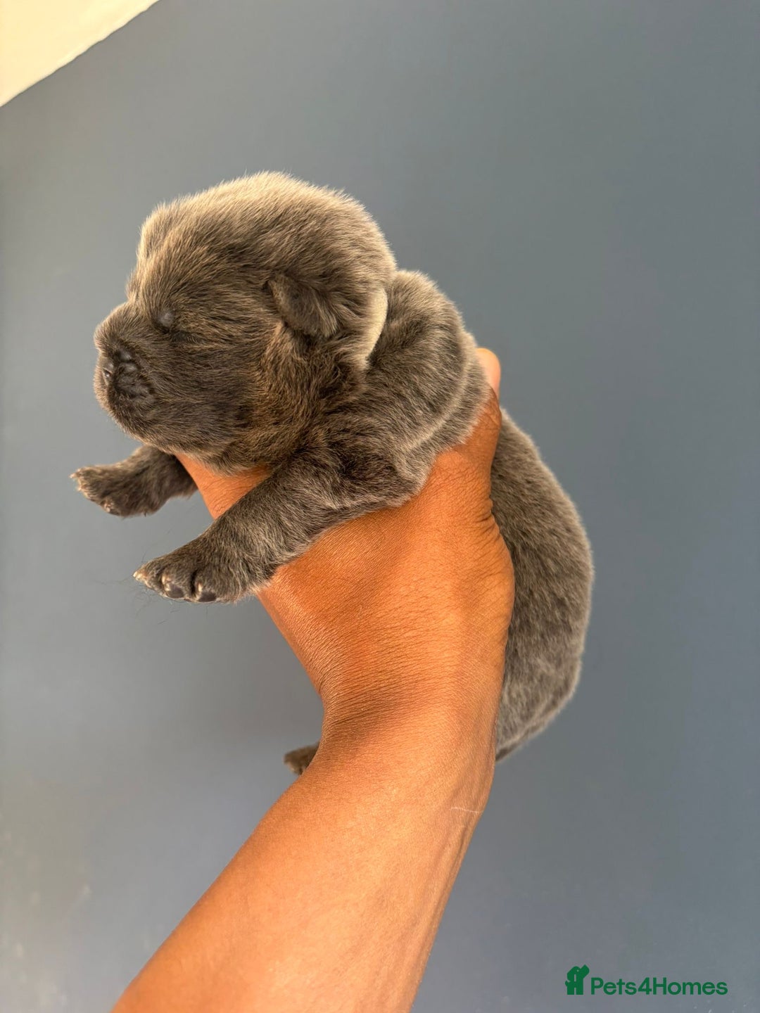 Chow Chow dogs for sale: Beautiful Chow Chow puppies  - Image 26