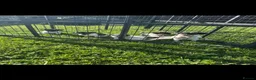 Jack Russell dogs for sale: Miniature Jack Russell puppies - Advert 5