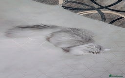 Persian cats for stud: chinchilla Persian stud ONLY - Image 7