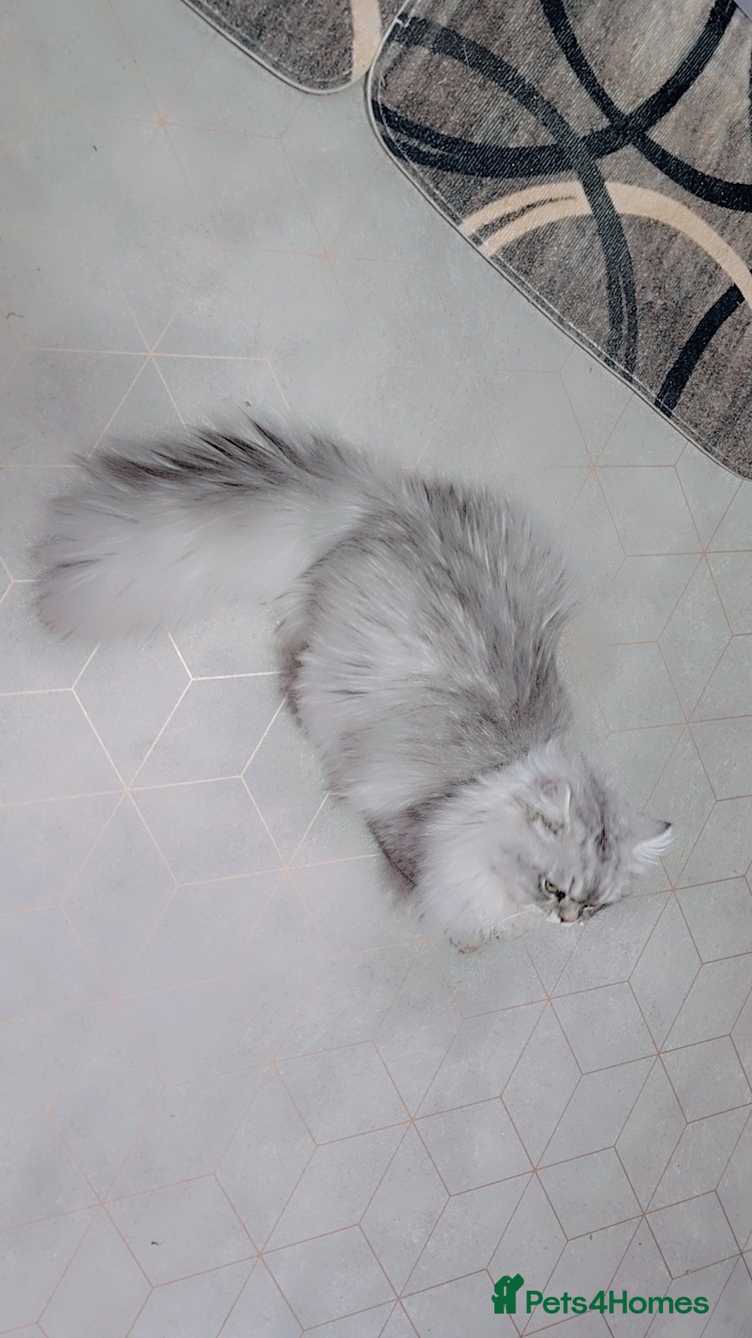 Persian cats for stud: chinchilla Persian stud ONLY - Image 7