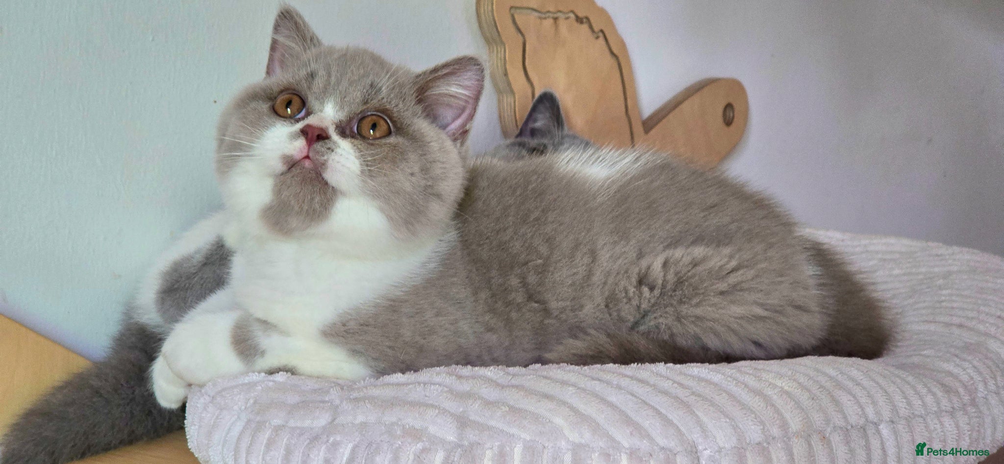British Shorthair cats 💫 TICA pedigree reg British Shorthair Males - Advert 9