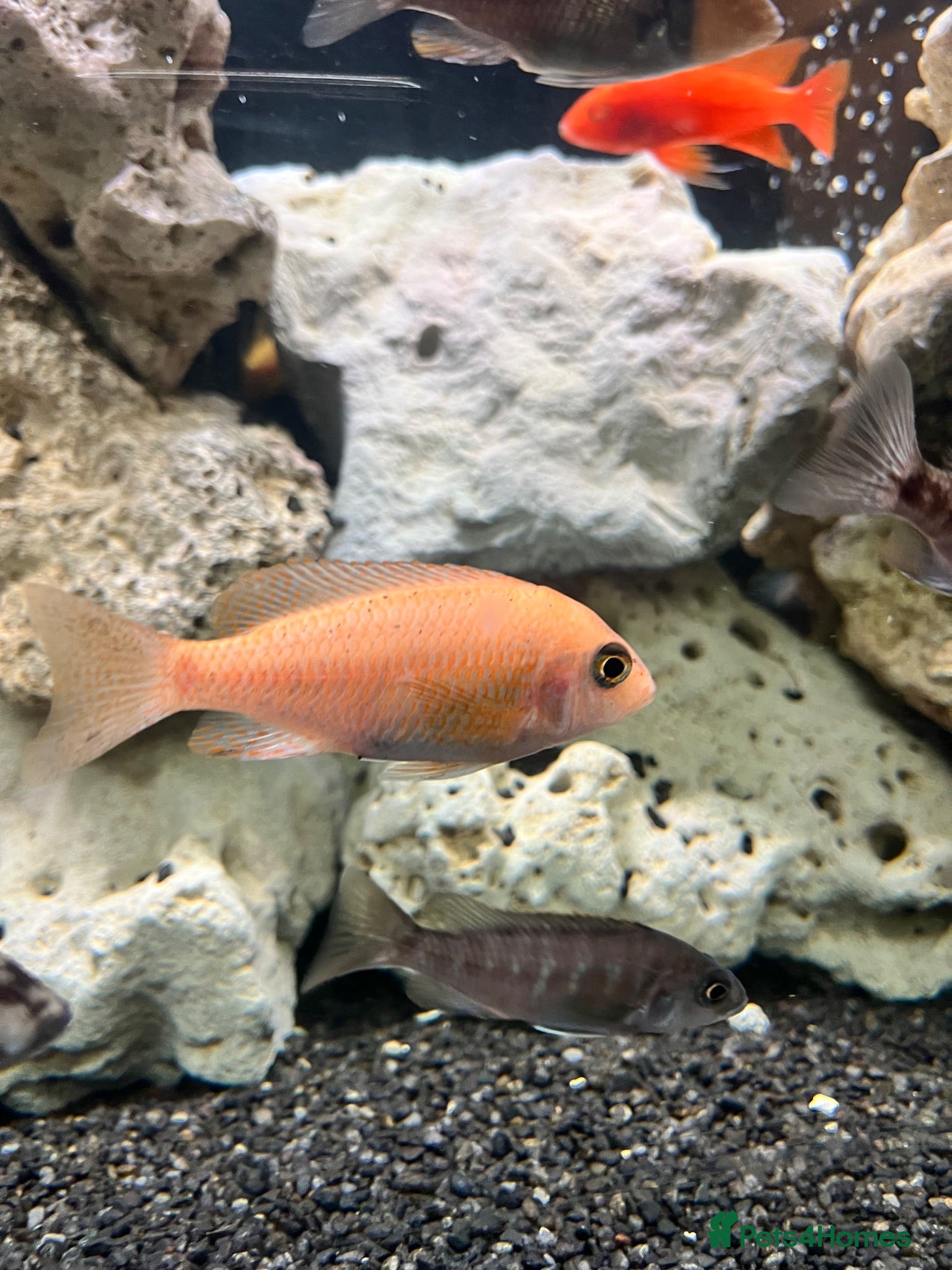 Cichlids fish Texas Midas cichlid flower horn   - Advert 16