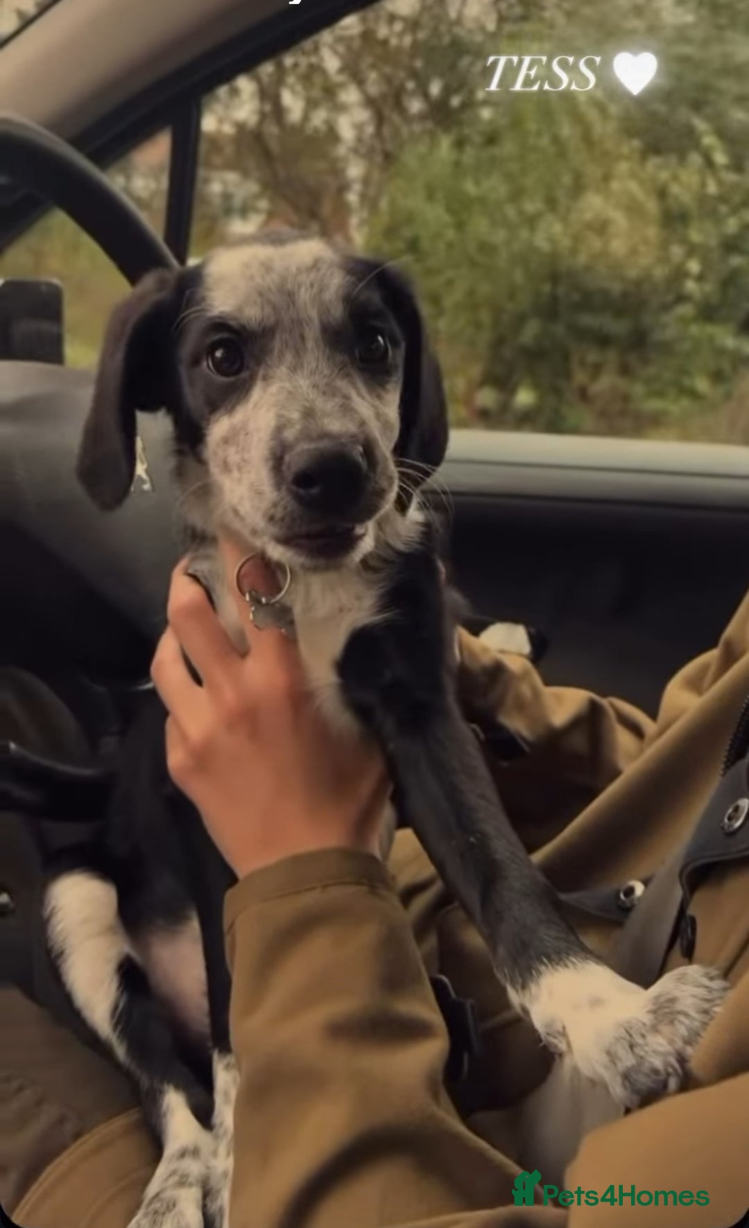 Mixed Breed dogs for sale: Gorgeous 6 month old sprollie puppy.  - Advert 14