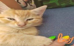 Mixed Breed cats for sale: Kittens - Image 3