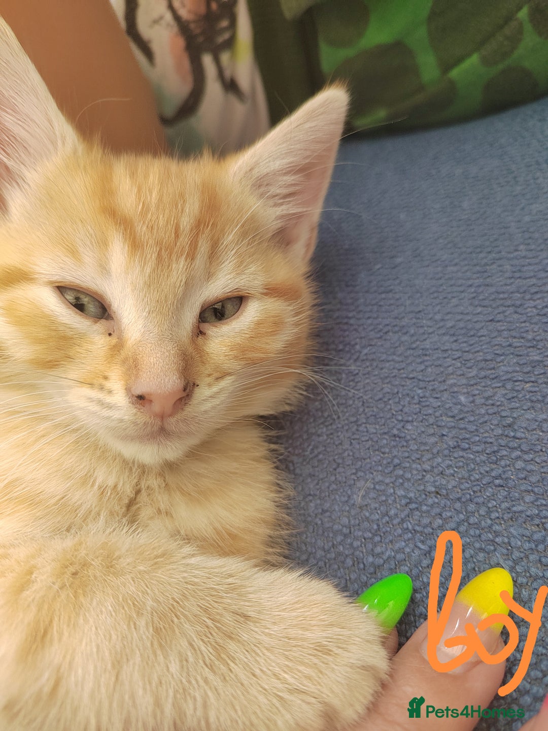 Mixed Breed cats for sale: Kittens - Image 3